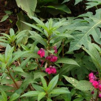 Impatiens balsamina L.